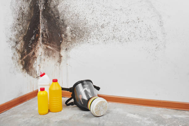 Best Home Mold Removal  in Rosanky, TX