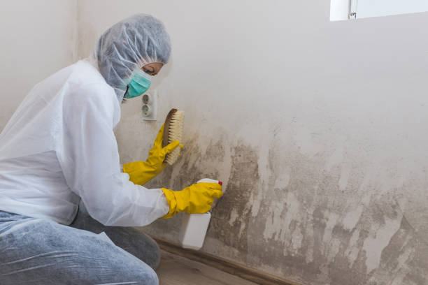 Best Mold Remediation Experts  in Rosanky, TX