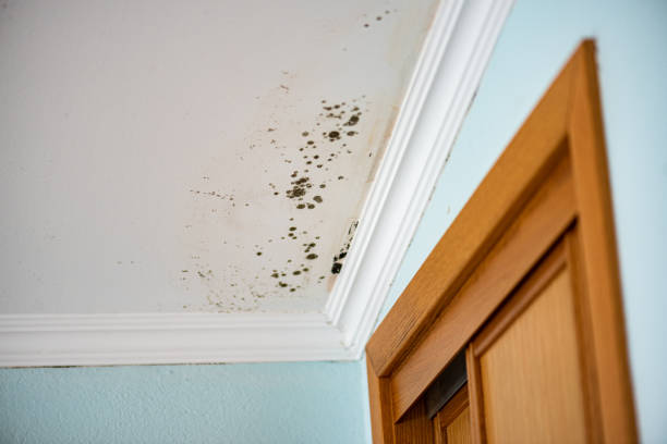 Best Residential Mold Removal  in Rosanky, TX