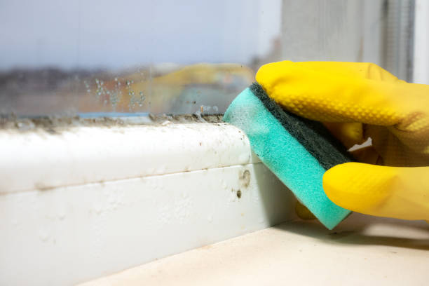 Best Affordable Mold Removal  in Rosanky, TX