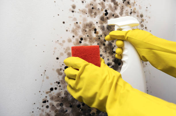 Best Toxic Mold Removal  in Rosanky, TX