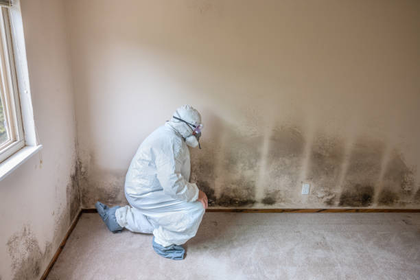 Best Professional Mold Removal  in Rosanky, TX
